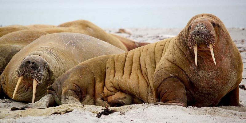 Story Poker QQ54:融合叙事与策略的纸牌游戏新体验