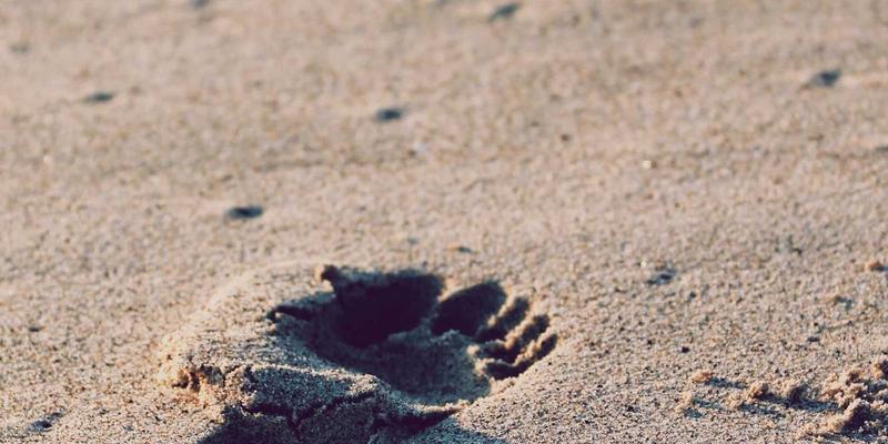 Story Poker QQ：融合日本禅意的卡牌游戏，重塑心灵对局体验