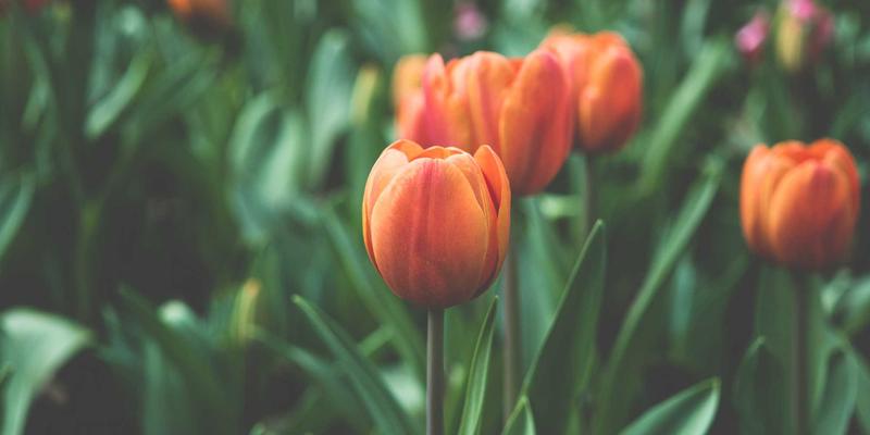 融合日本禅意与在线扑克：如何用Story Poker QQ打破跨文化远程团队的协作壁垒